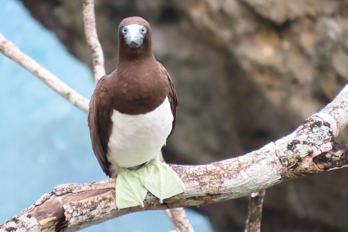 Brown Booby - ML646497764