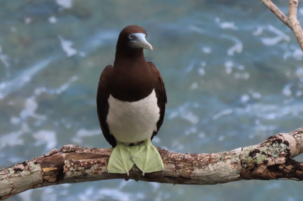 Brown Booby - ML646497767