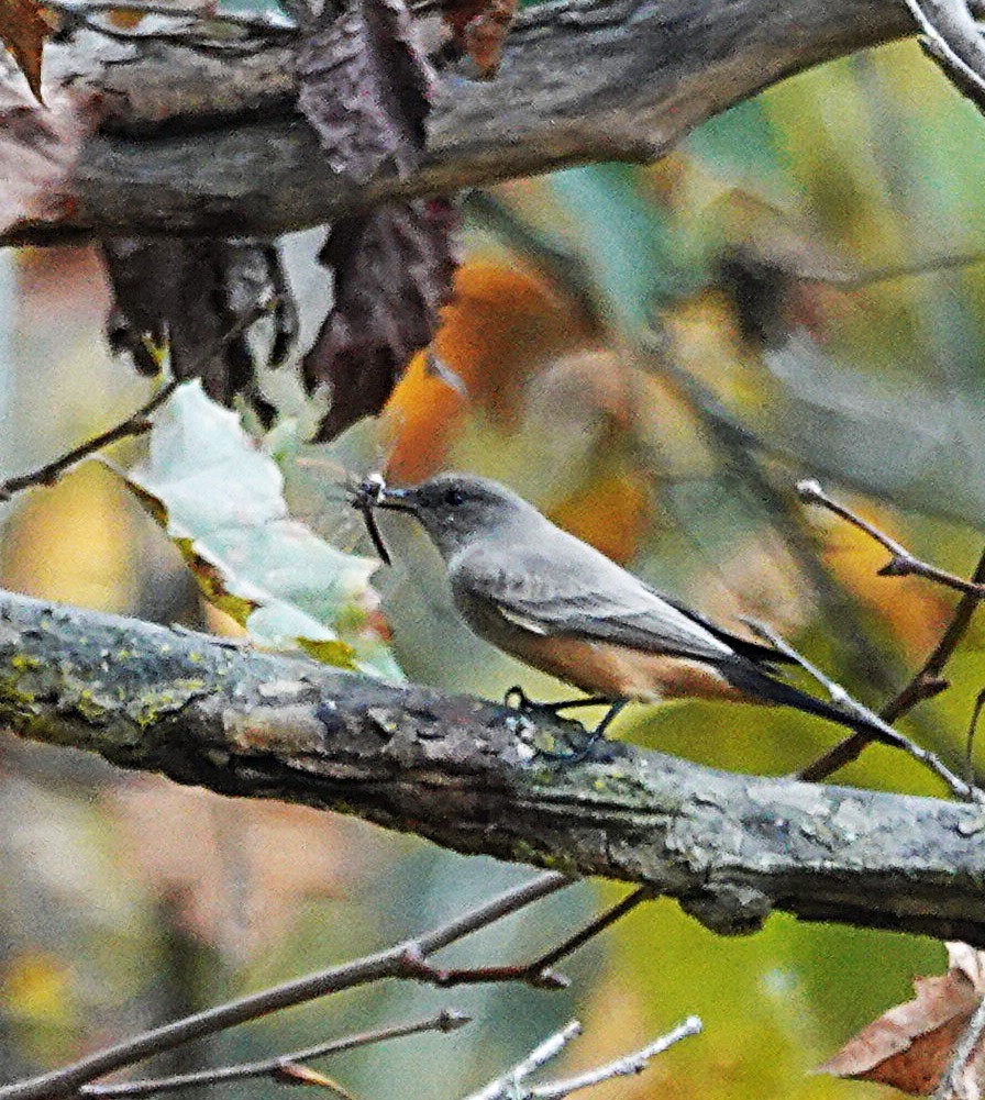 Say's Phoebe - ML646497778