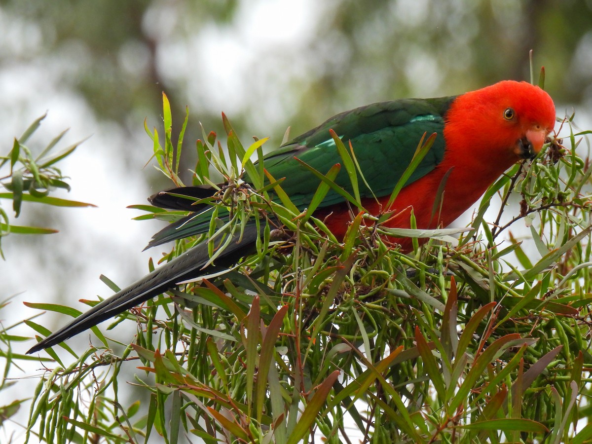 Australian King-Parrot - ML646497786
