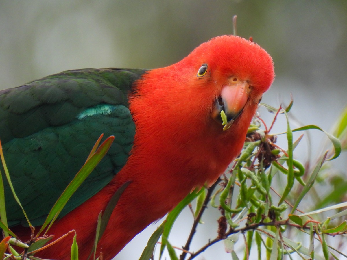 Australian King-Parrot - ML646497787