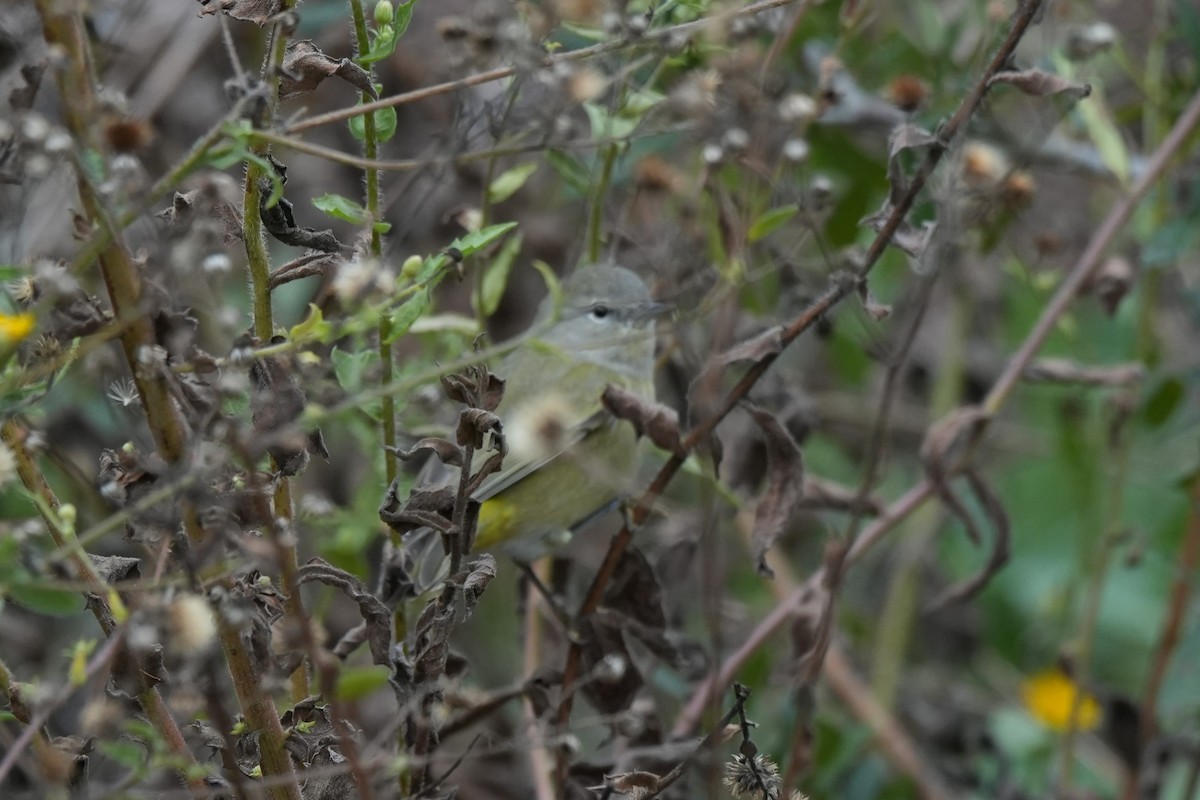 Orange-crowned Warbler - ML646497801