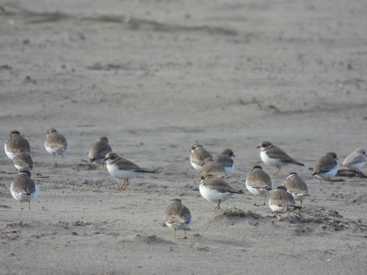 Semipalmated Plover - ML646497803