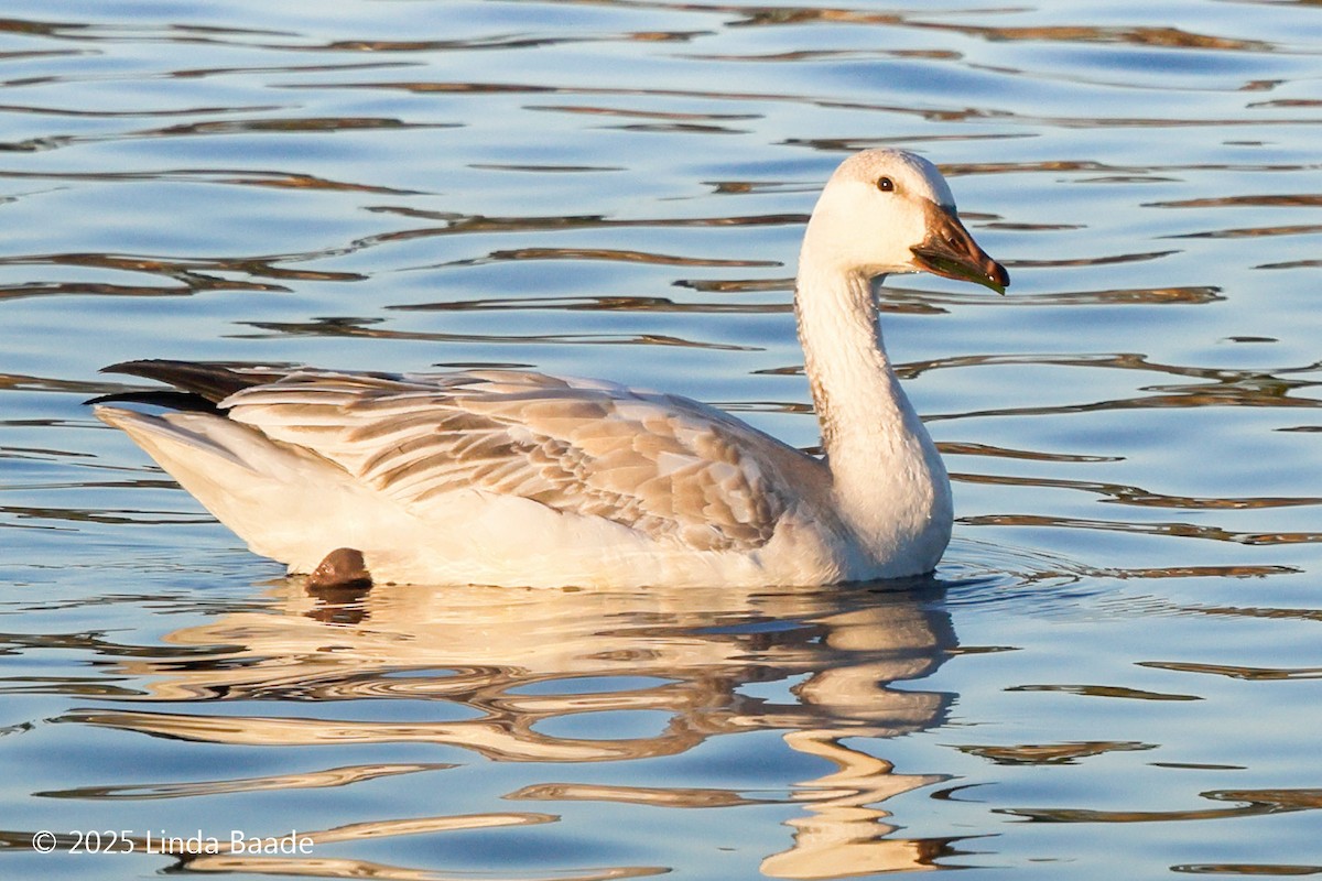 husa sněžní - ML646497807