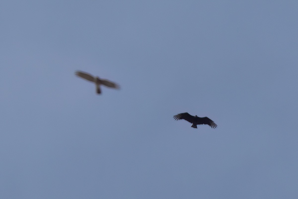 Urubu noir - ML646497808