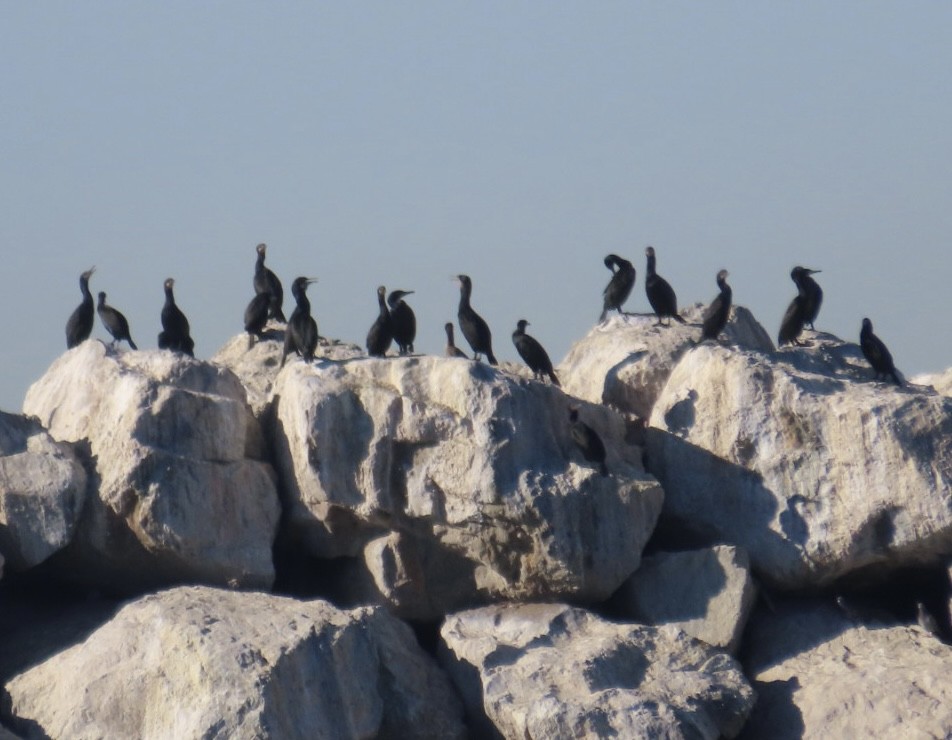 Brandt's Cormorant - ML646497809