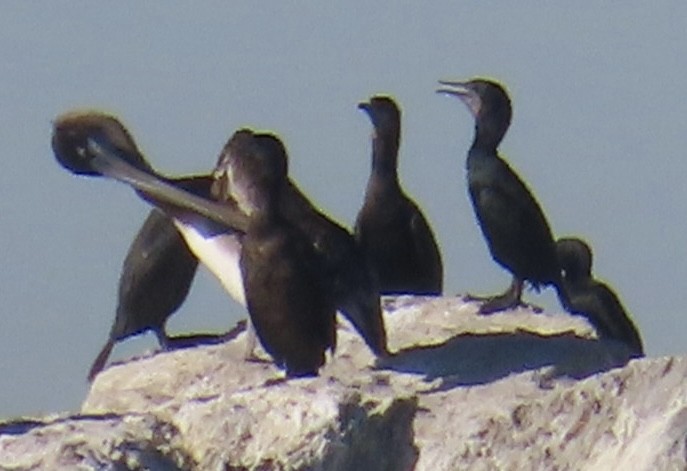 Brandt's Cormorant - ML646497810