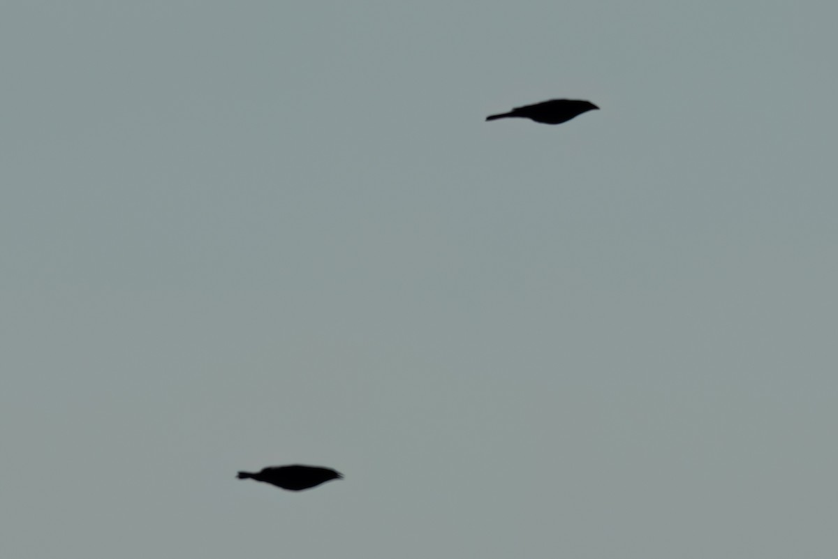 Красноглазый трупиал - ML646497811