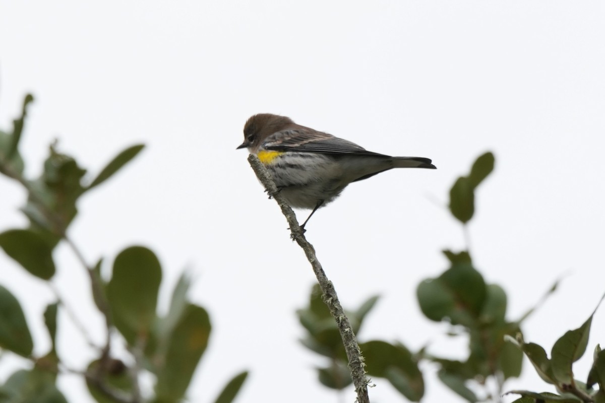 Yellow-rumped Warbler - ML646497812