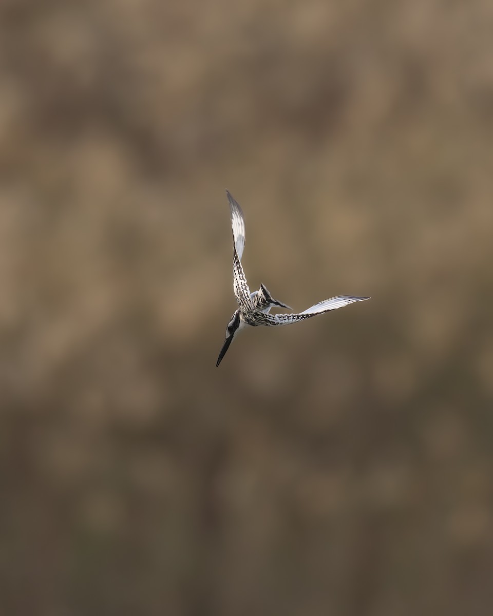 פרפור עקוד - ML646497813