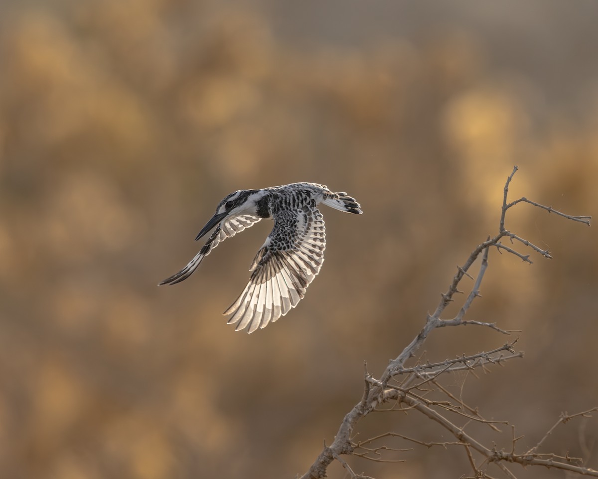 פרפור עקוד - ML646497814