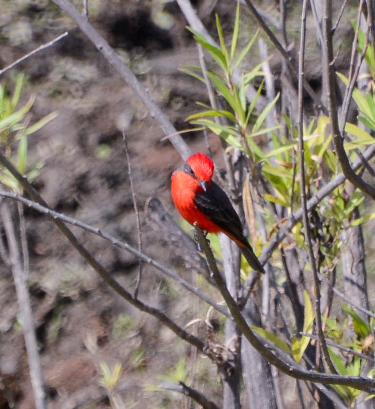 Vermilion Flycatcher - ML646497815