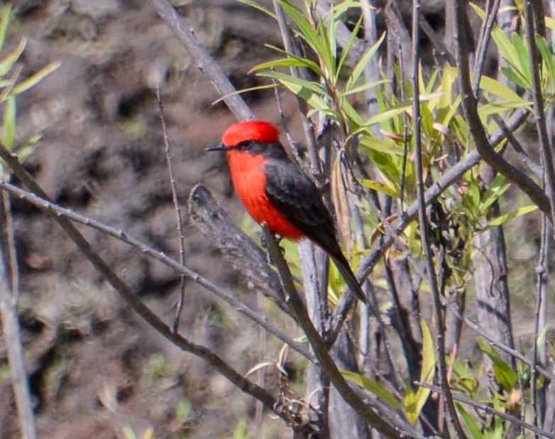 Vermilion Flycatcher - ML646497816