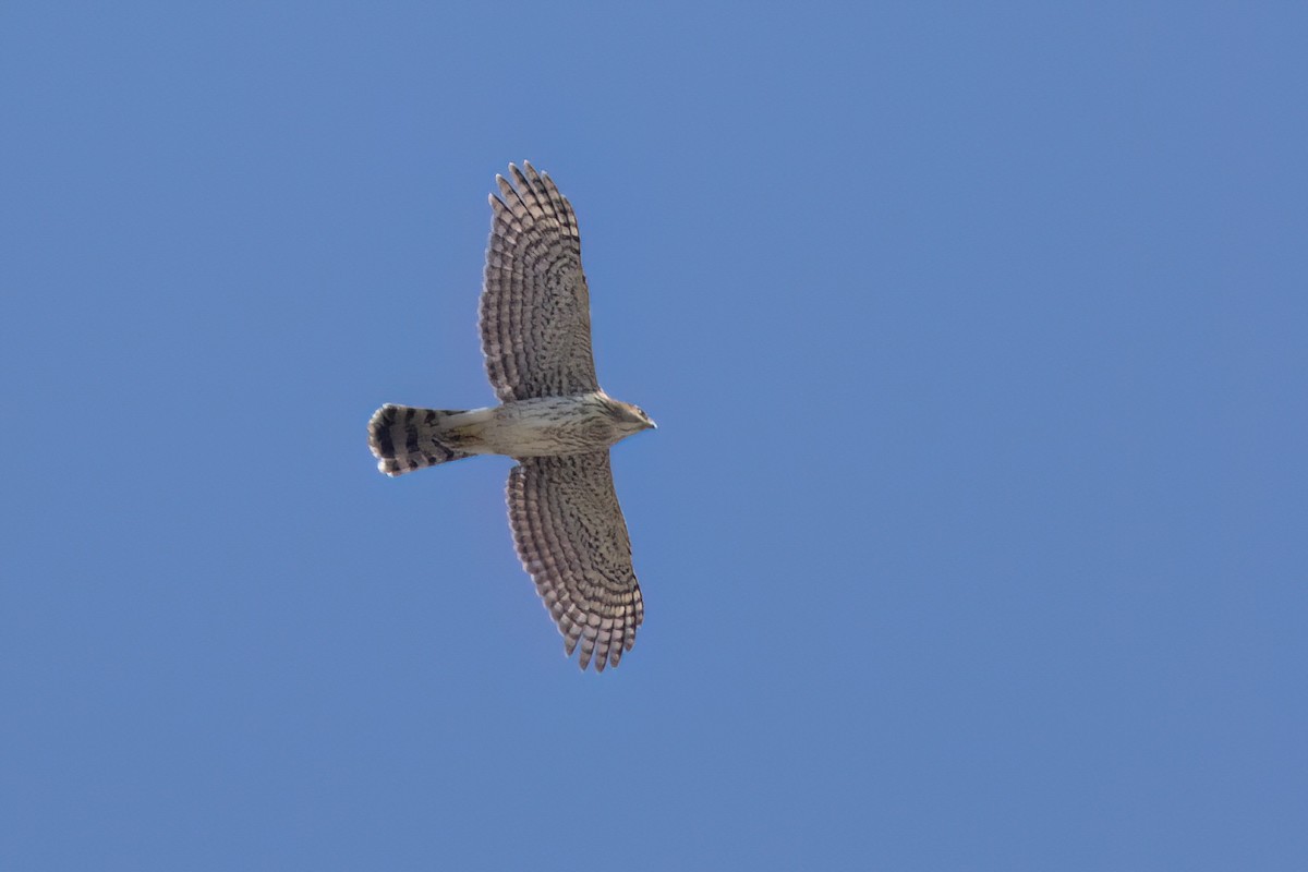 Cooper's Hawk - ML646497818