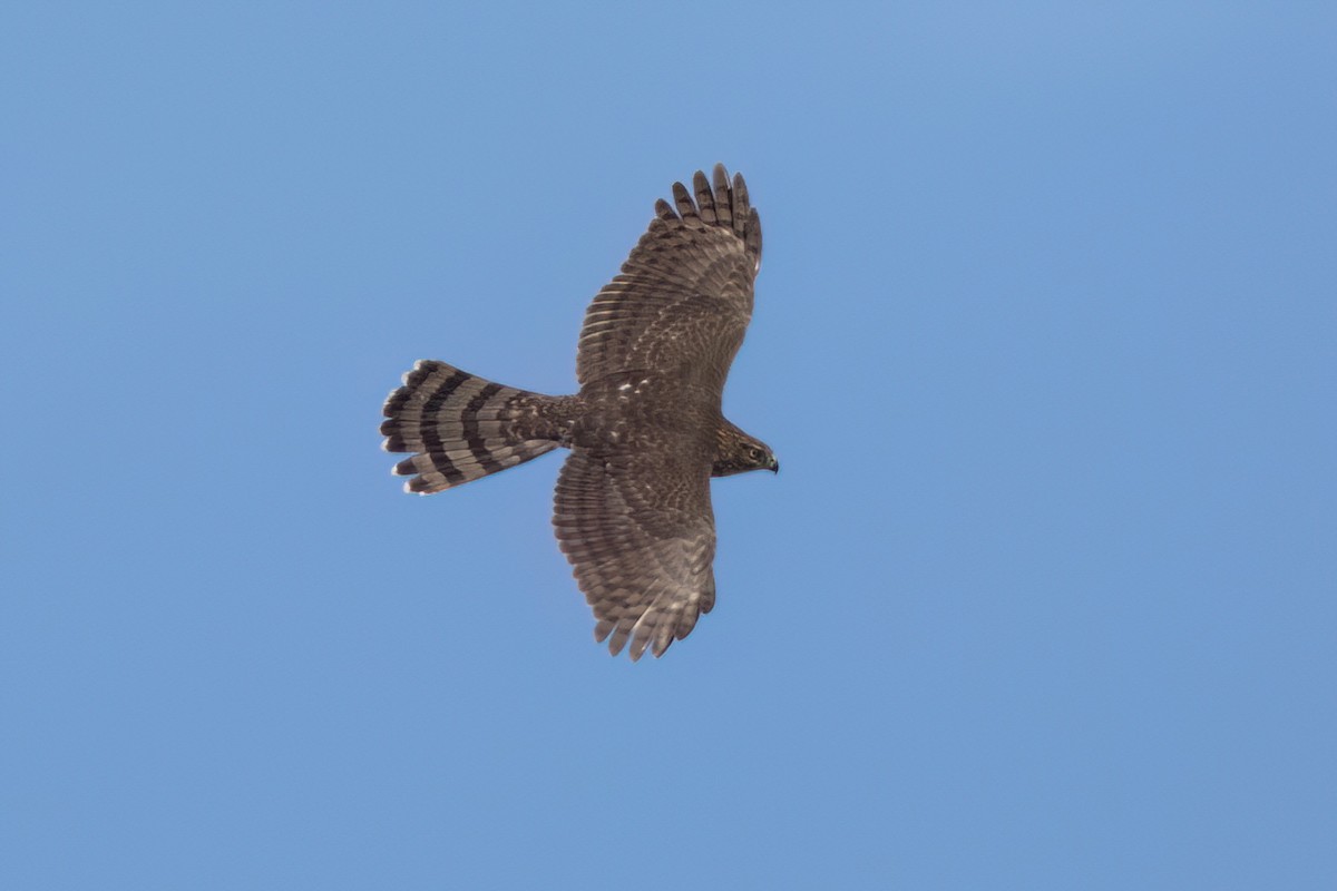 Cooper's Hawk - ML646497821