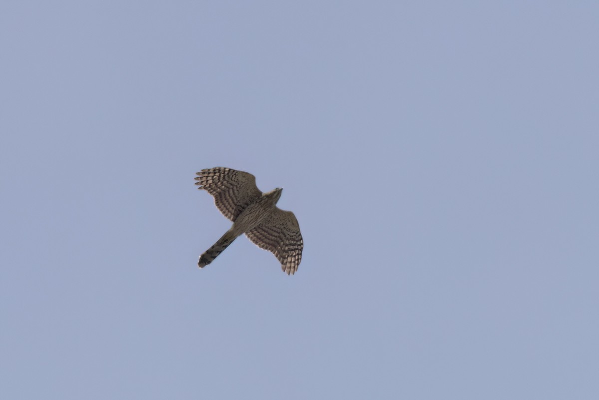 Cooper's Hawk - ML646497822