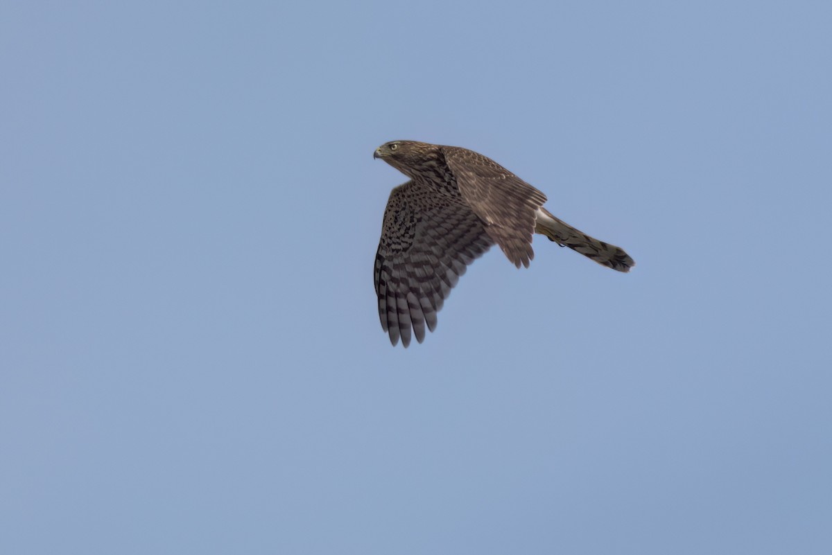 Cooper's Hawk - ML646497823
