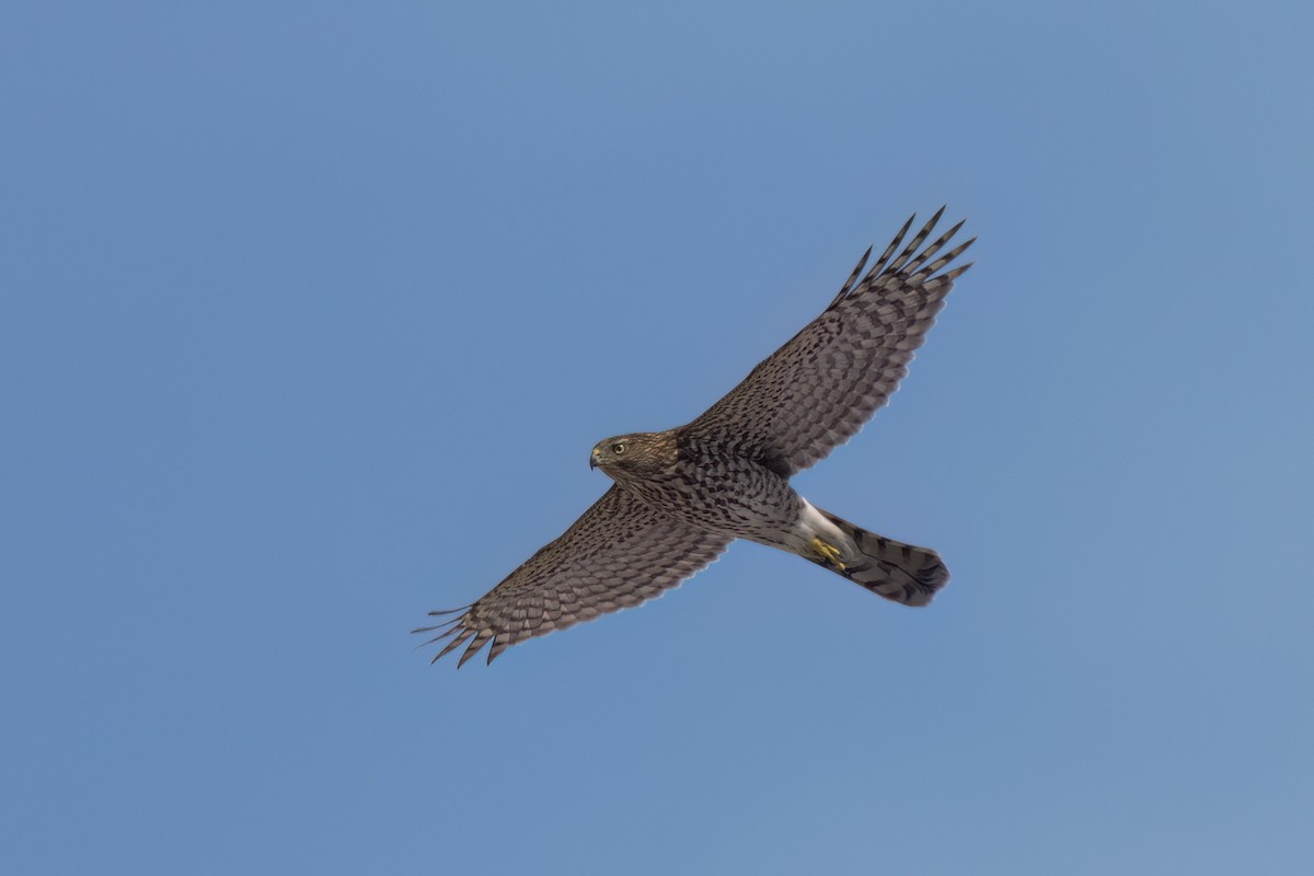 Cooper's Hawk - ML646497827