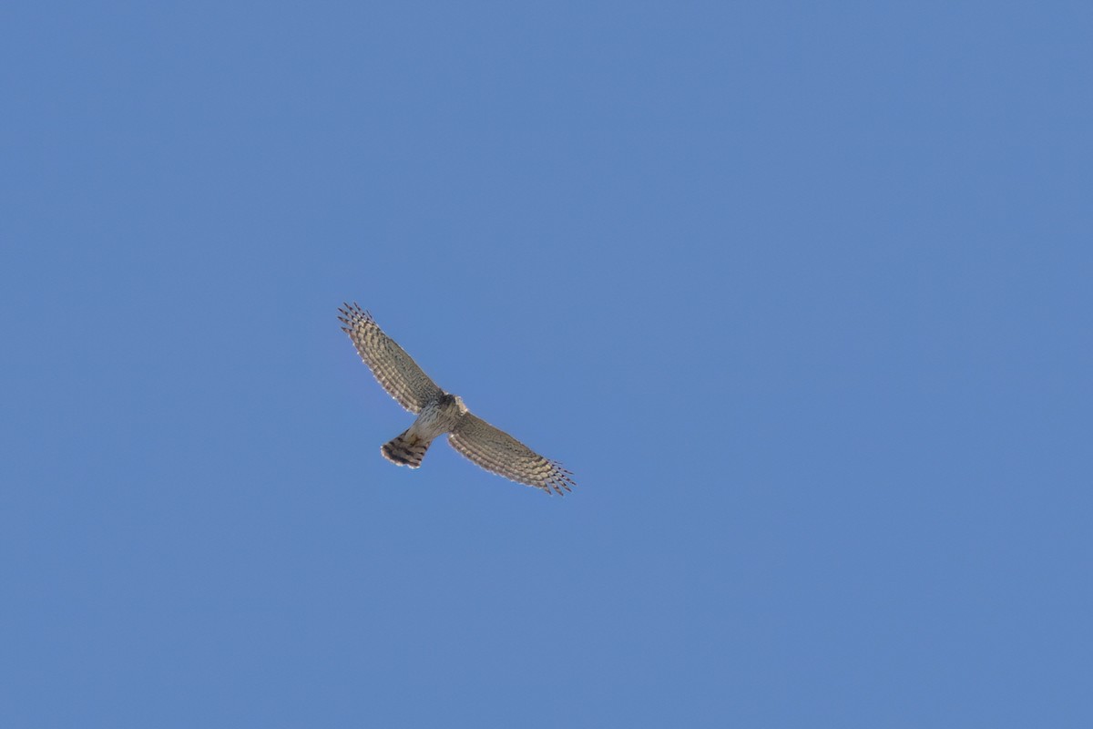 Cooper's Hawk - ML646497829