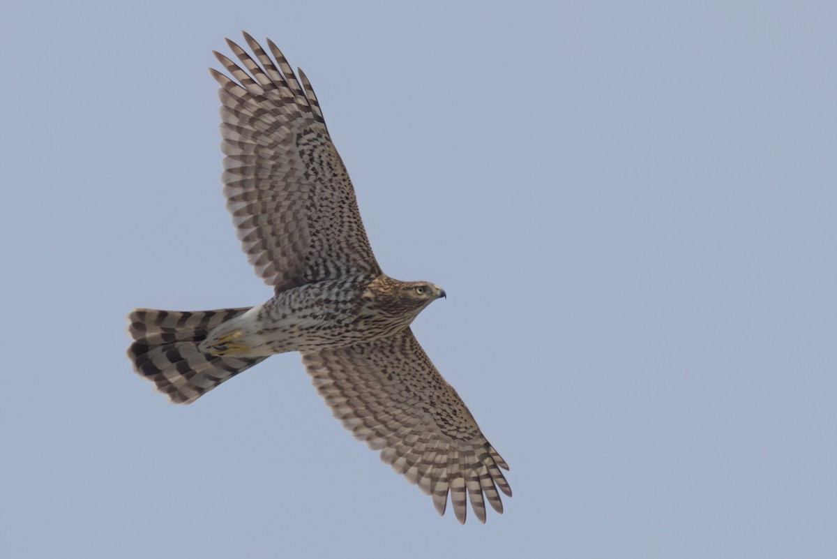 Cooper's Hawk - ML646497831