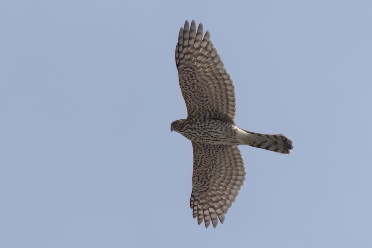 Cooper's Hawk - ML646497832