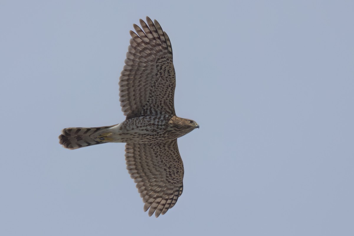 Cooper's Hawk - ML646497833