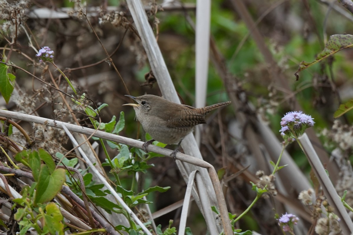 Northern House Wren - ML646497839
