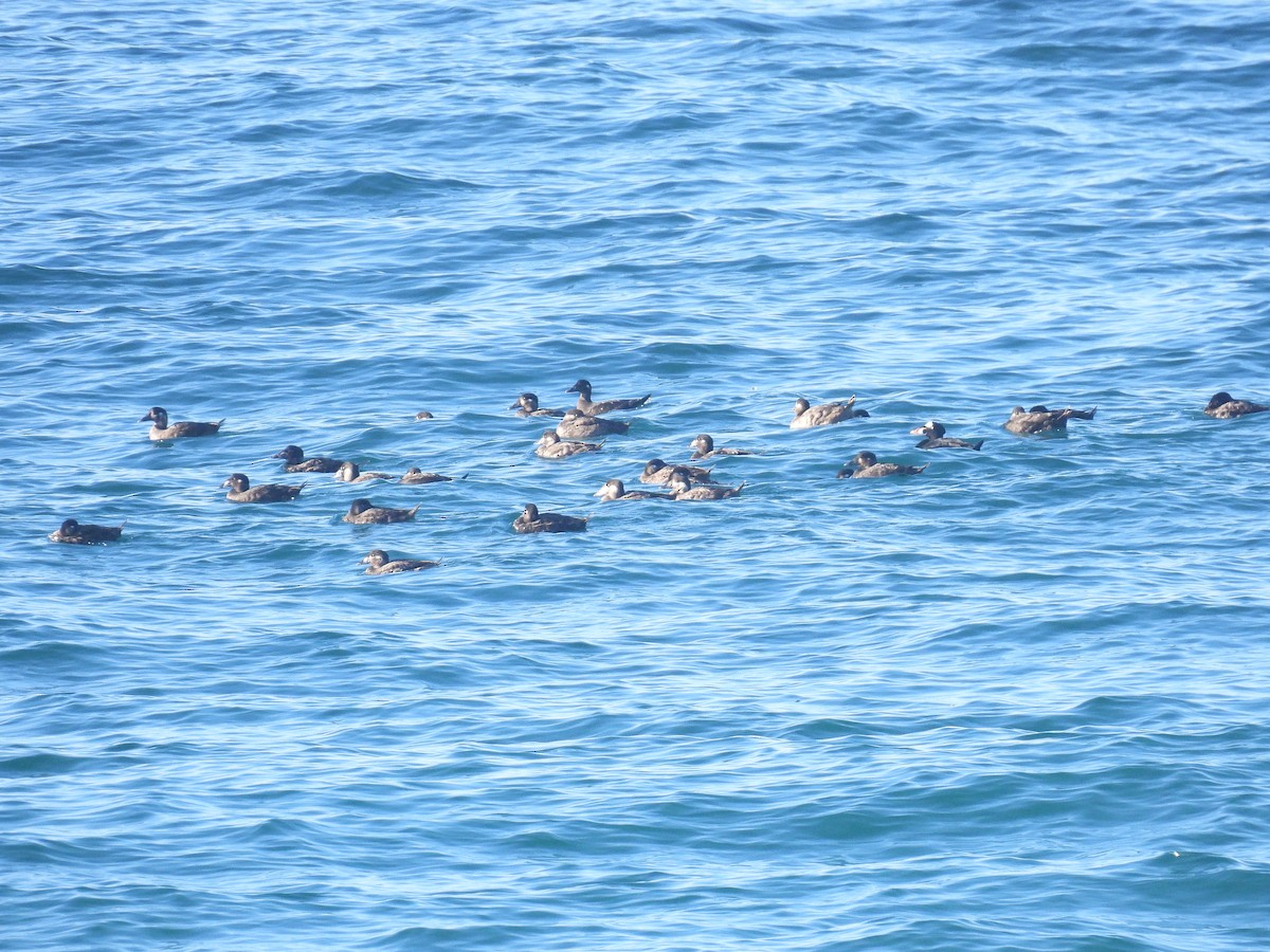 Surf Scoter - ML646497840