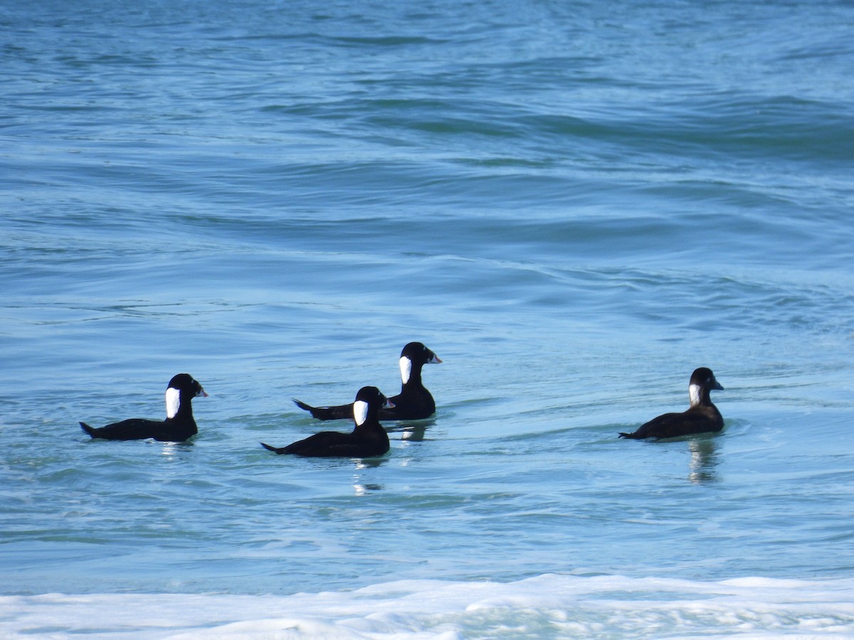 Surf Scoter - ML646497841