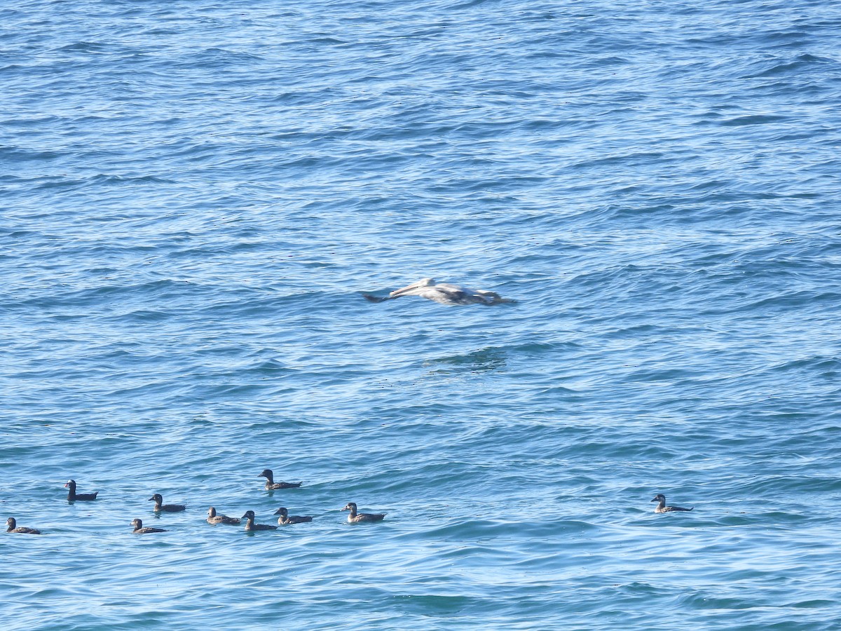 Surf Scoter - ML646497842