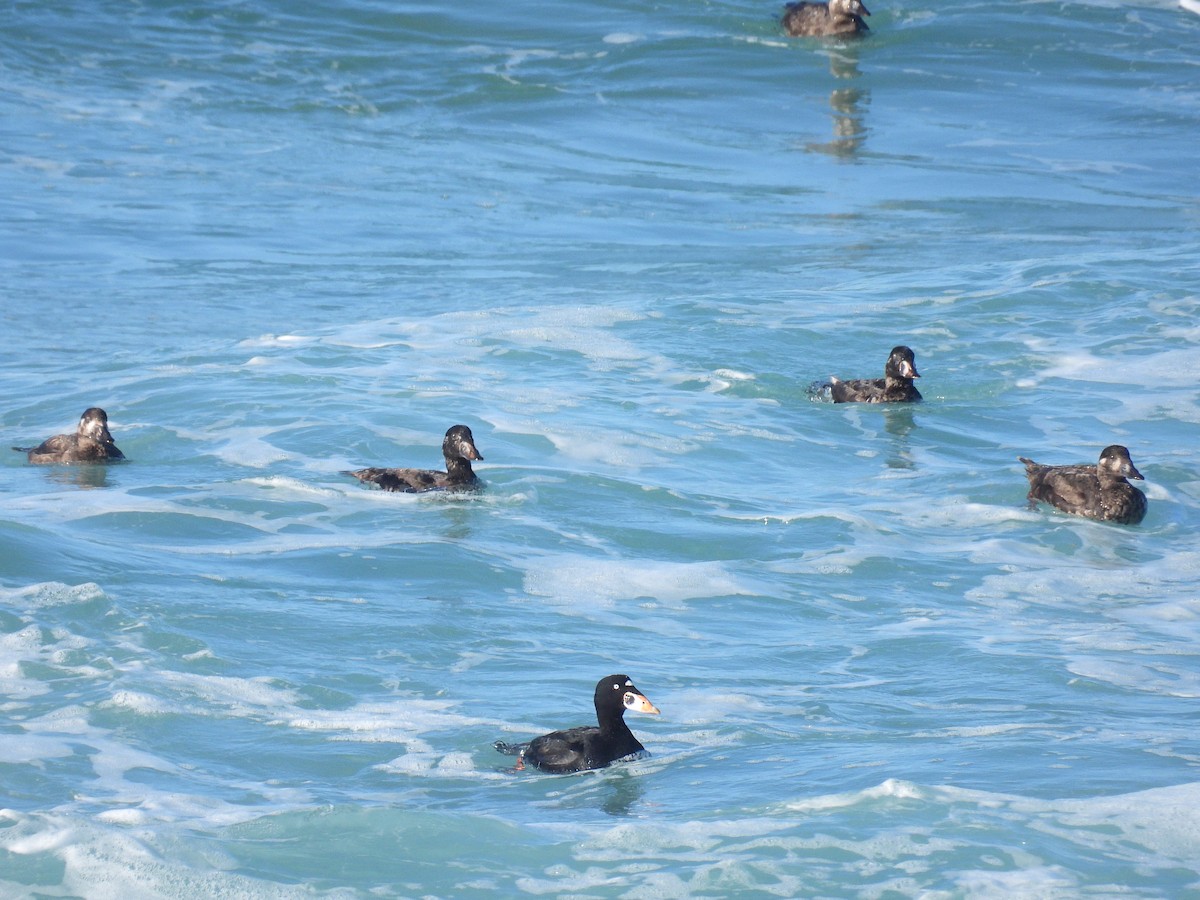 Surf Scoter - ML646497843