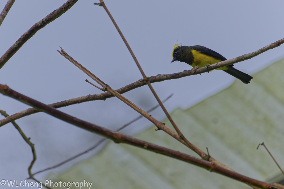 Sultan Tit - ML646497844