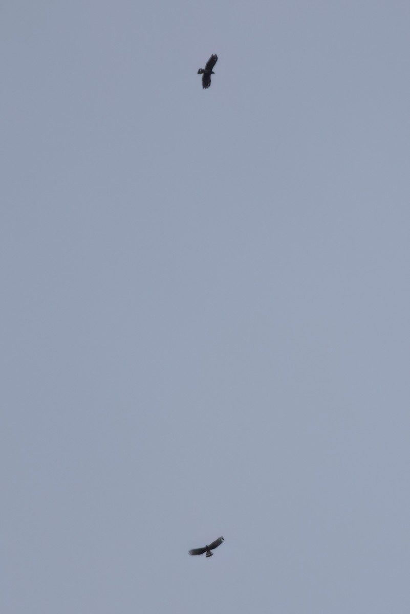 Hook-billed Kite - ML646497847