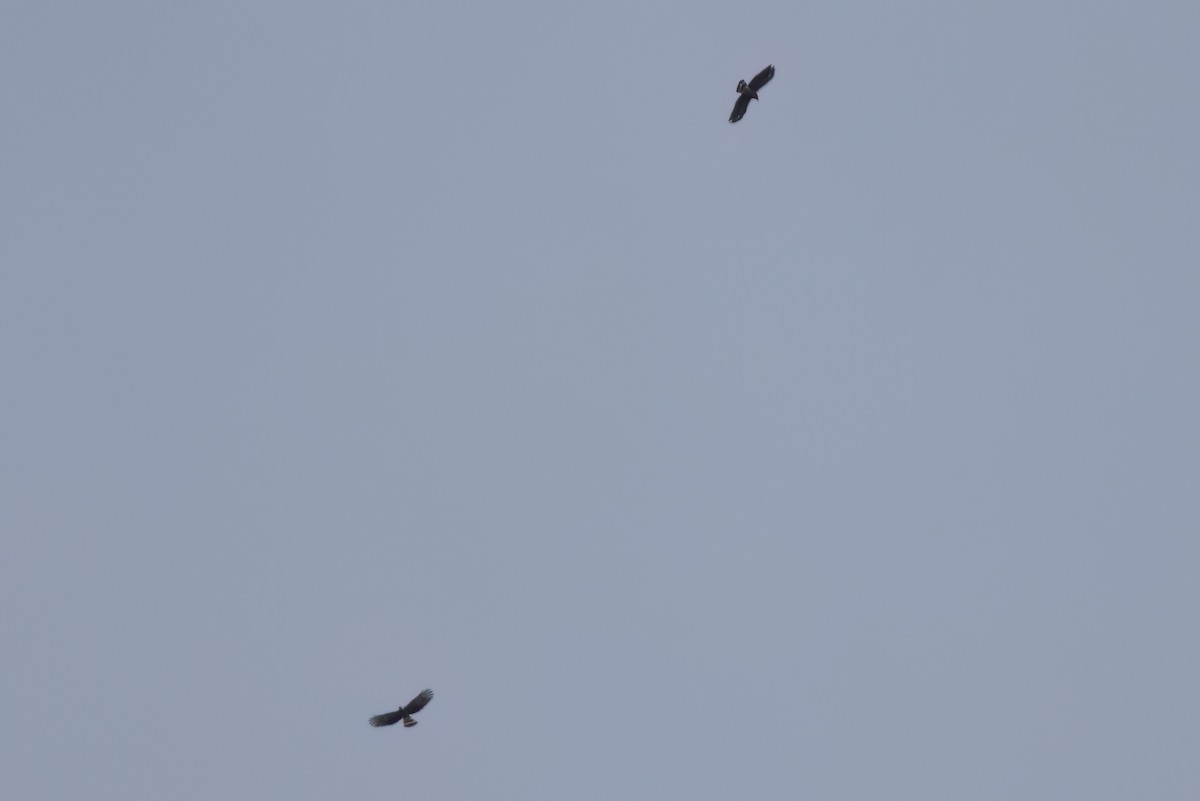 Hook-billed Kite - ML646497848