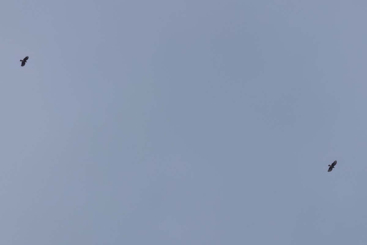 Hook-billed Kite - ML646497849