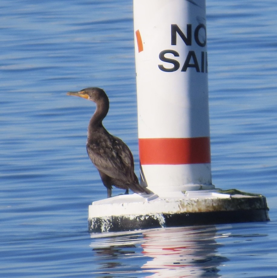 Double-crested Cormorant - ML646497850