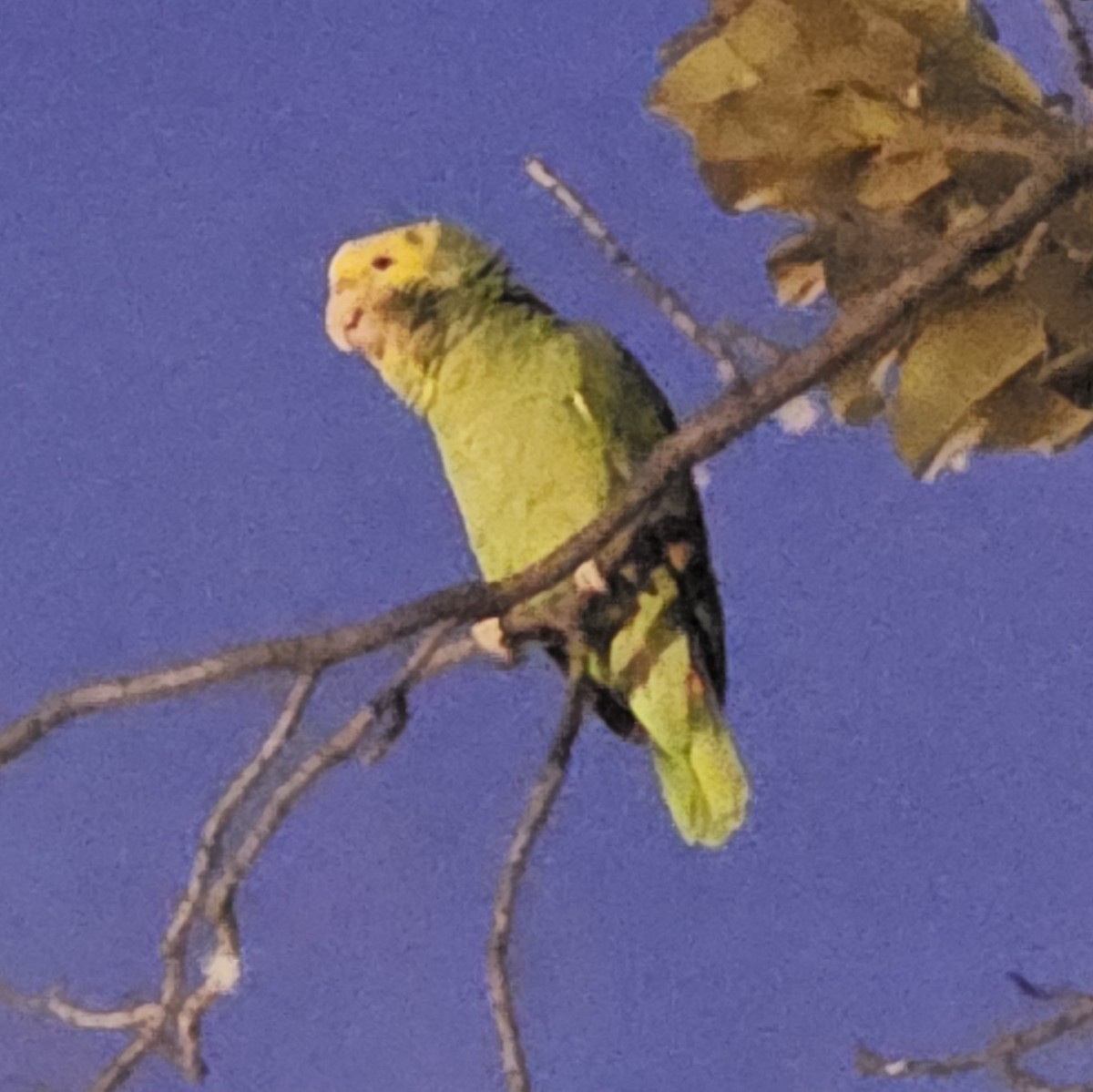 Yellow-headed Amazon - ML646497856