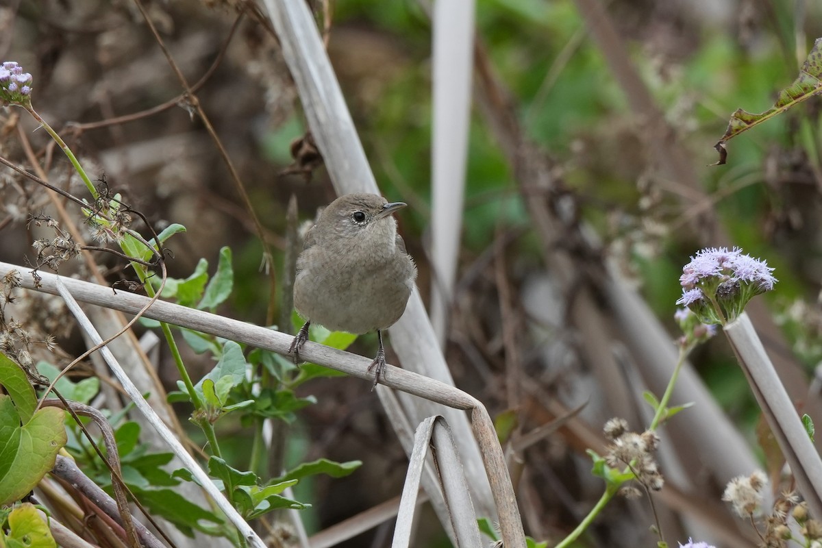 Northern House Wren - ML646497857