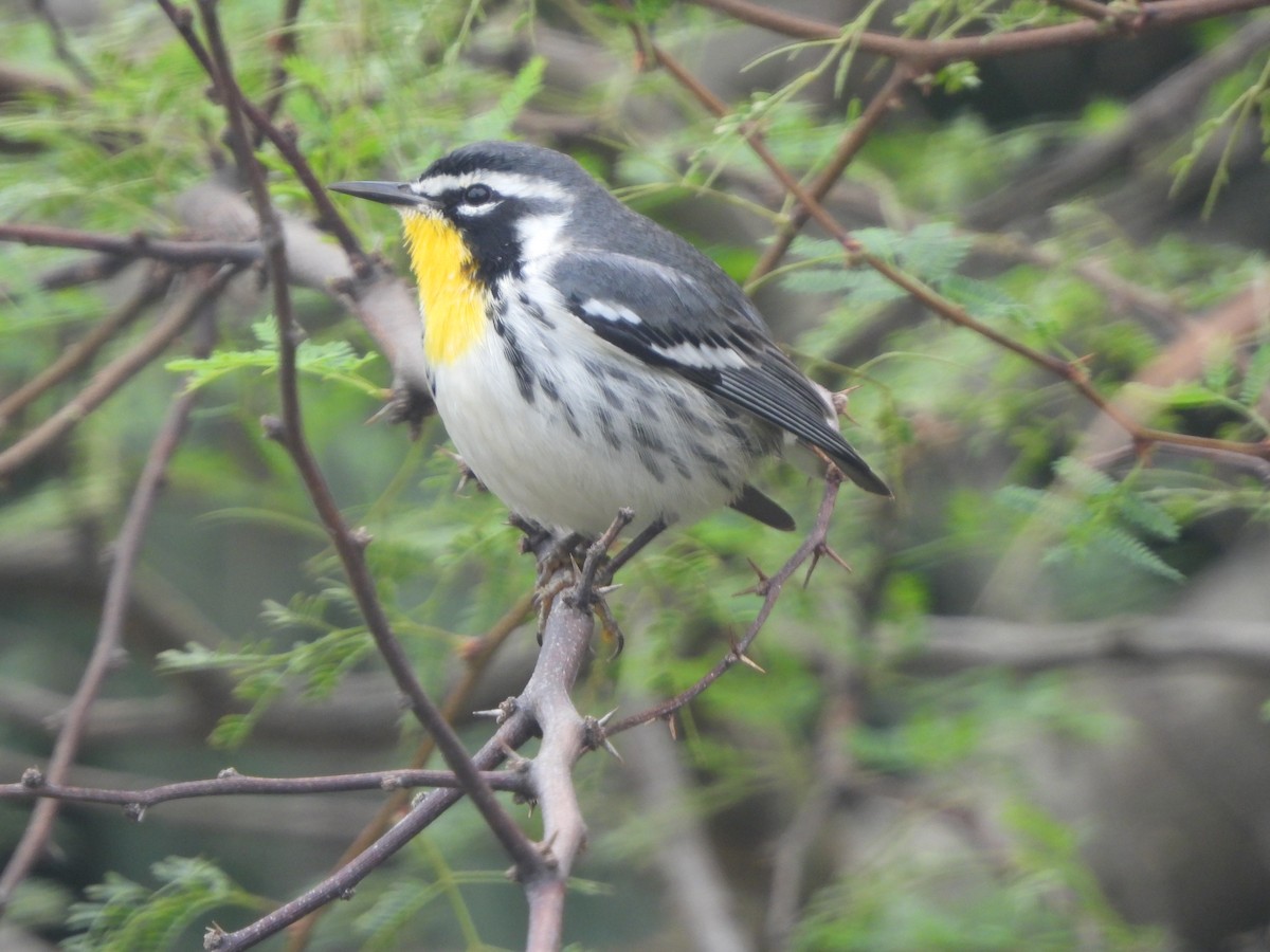 Yellow-throated Warbler - ML646497859