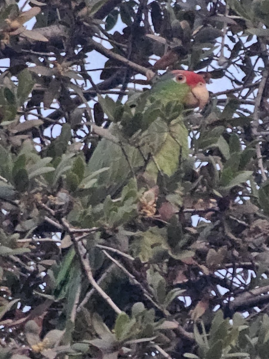 Red-crowned Amazon - ML646497860