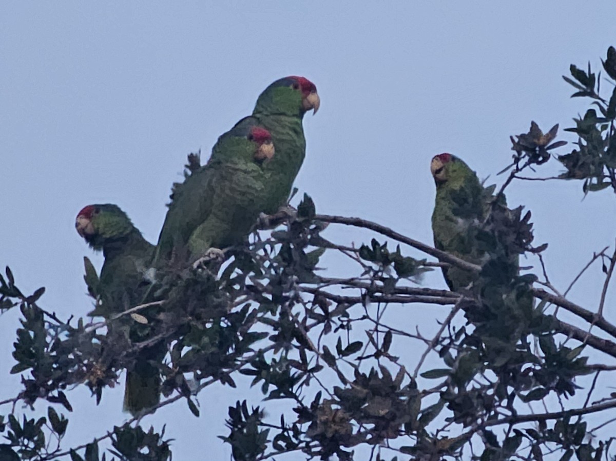 Red-crowned Amazon - ML646497861