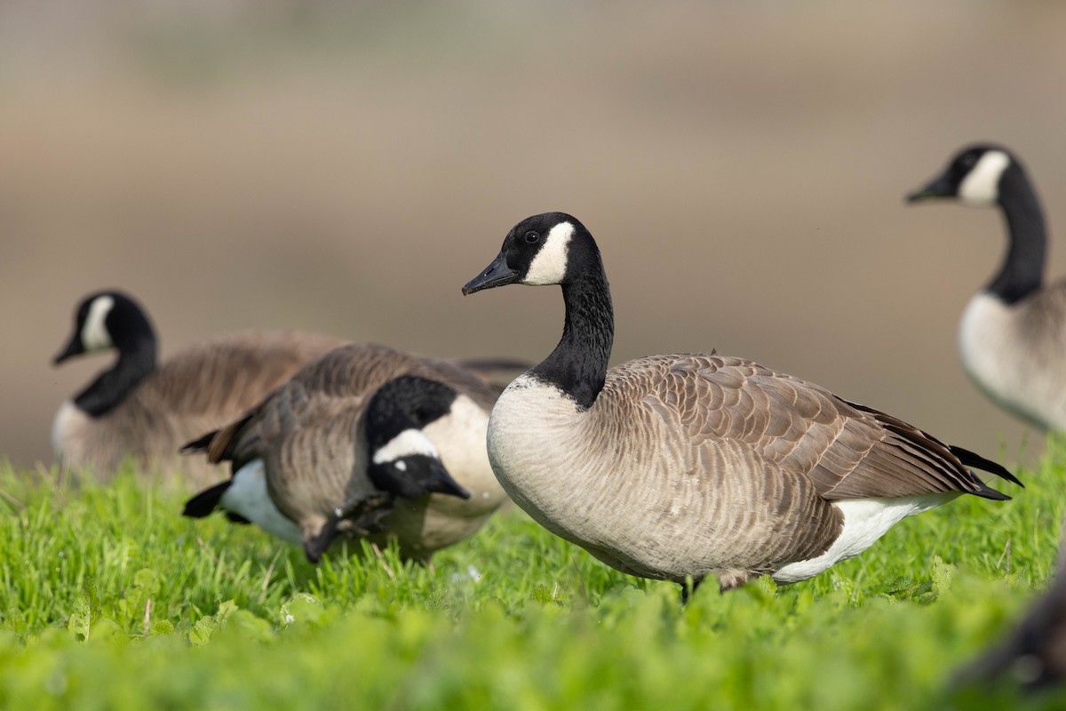 kanadagås (moffitti/maxima) - ML646497863