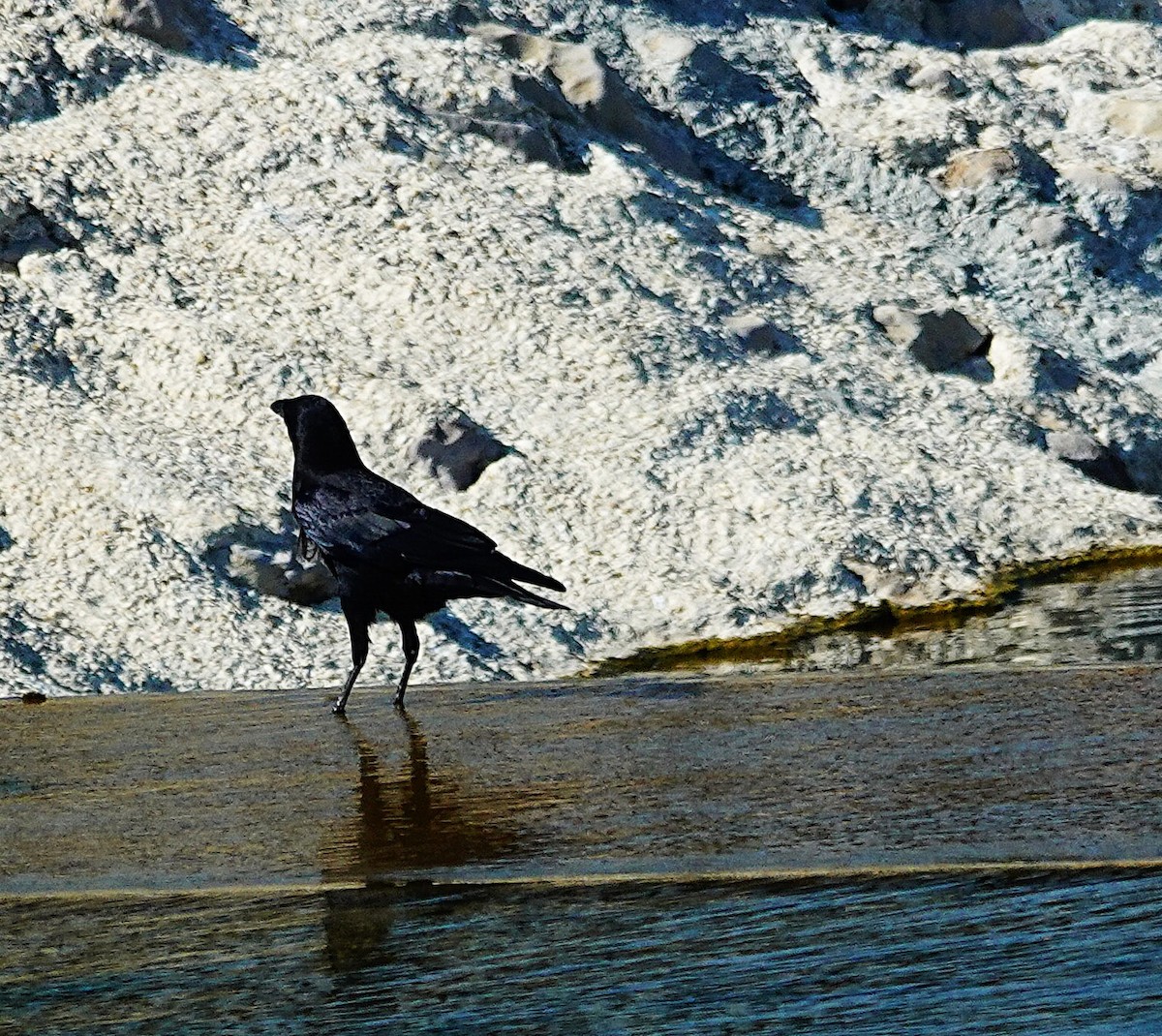 Common Raven - ML646497864