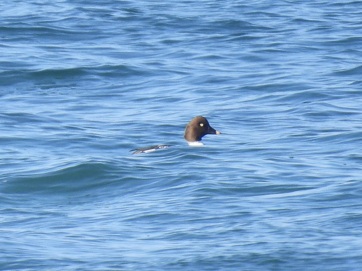 Common Goldeneye - ML646497865