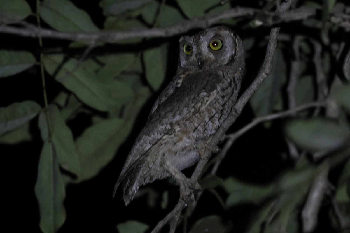 African Scops-Owl - ML646497869