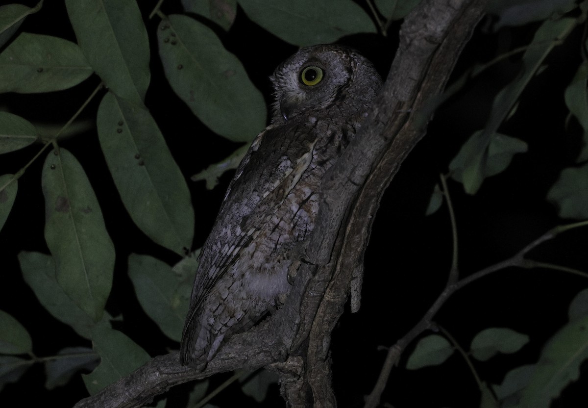 African Scops-Owl - ML646497870