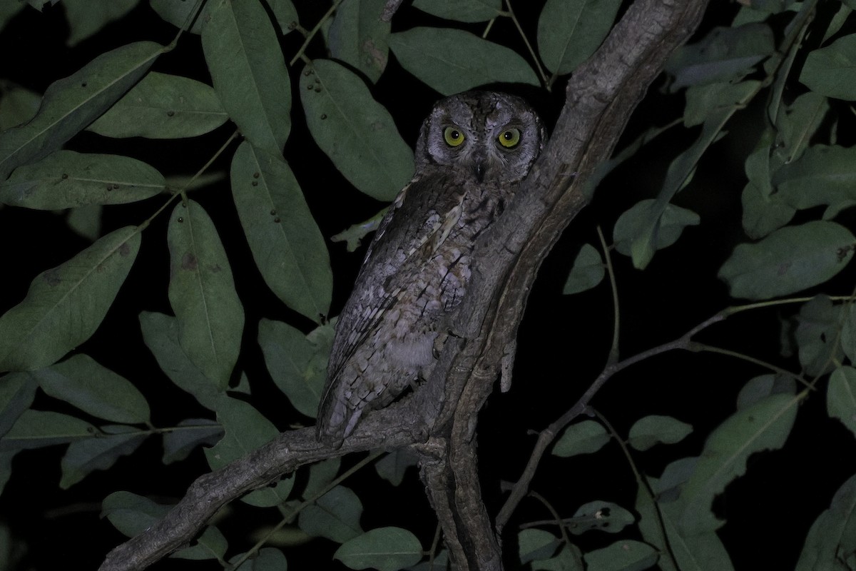 African Scops-Owl - ML646497871