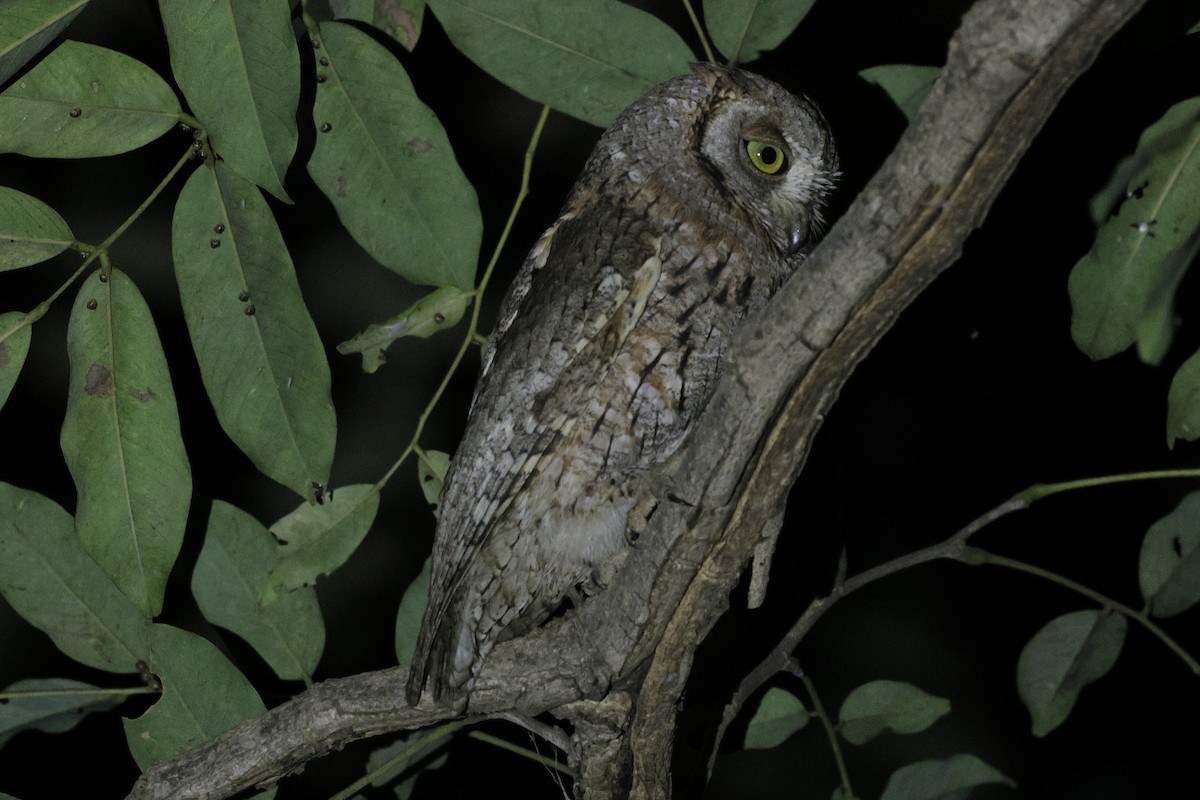 African Scops-Owl - ML646497872