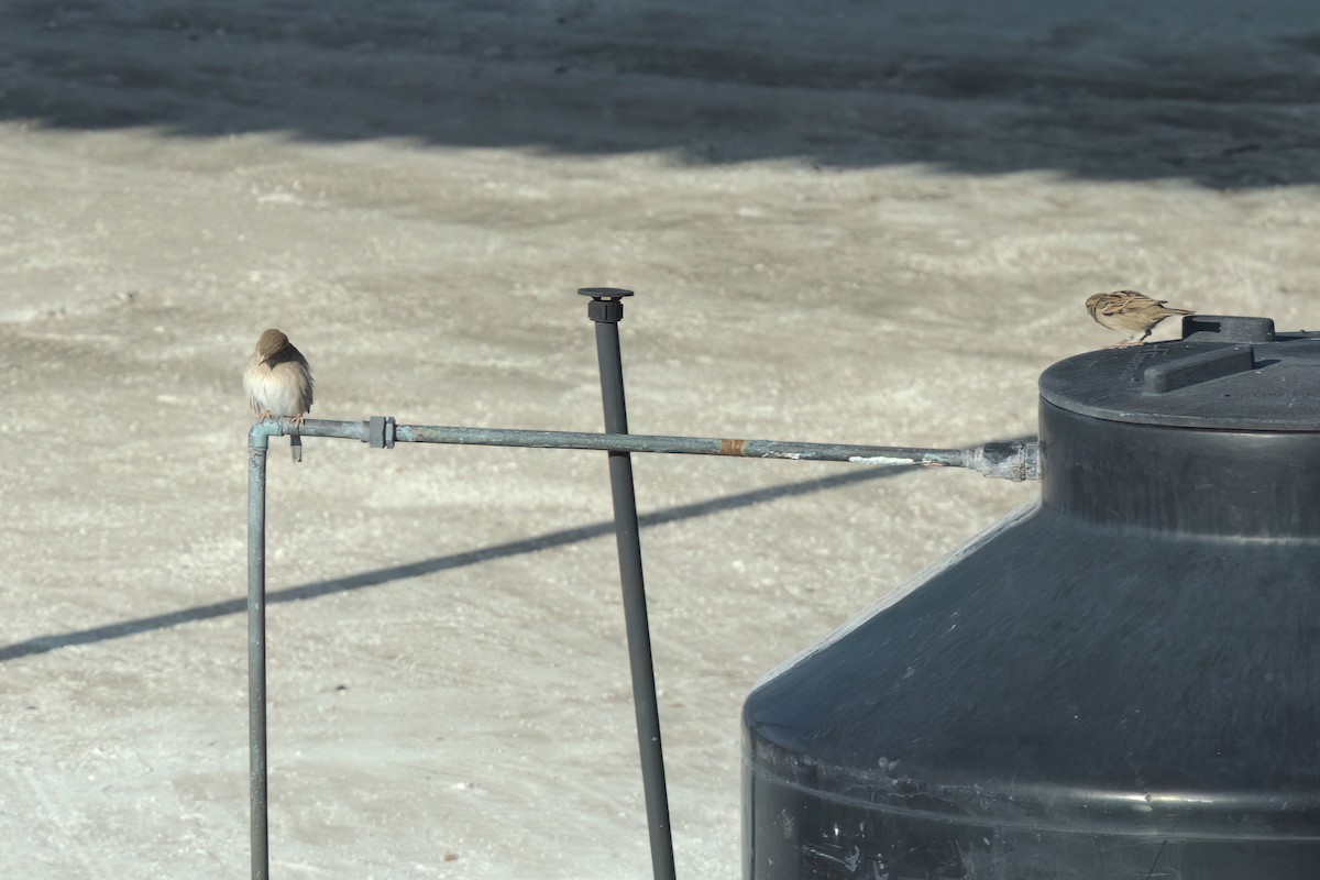 家麻雀 - ML646497877