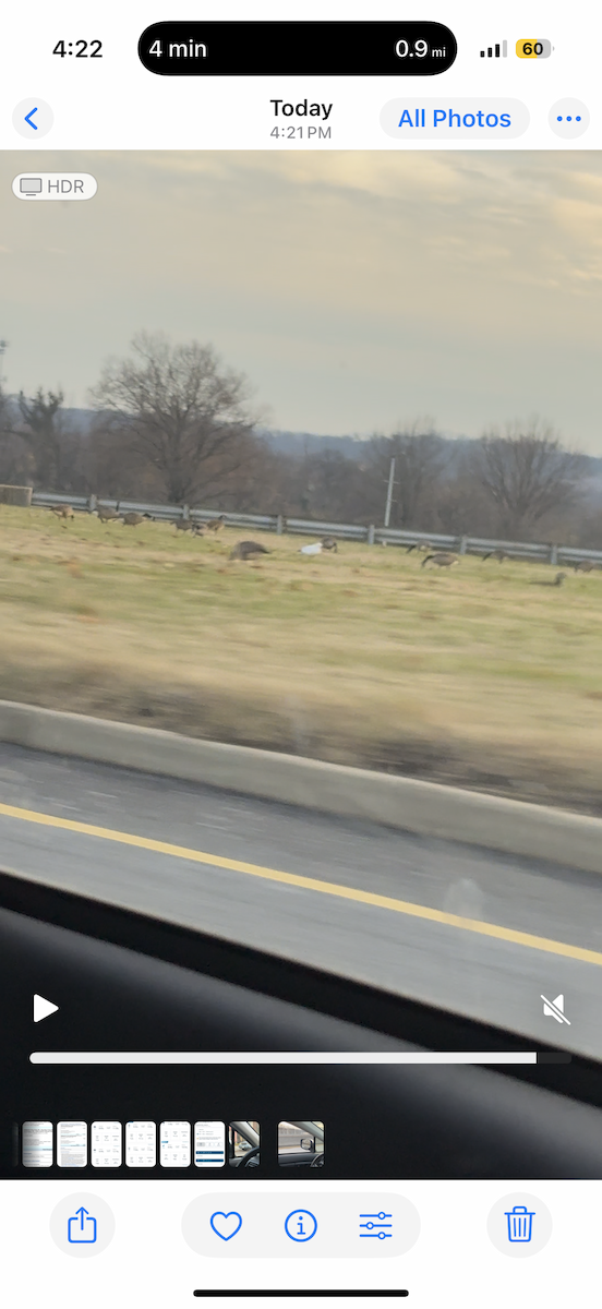 Ross's Goose - ML646497878